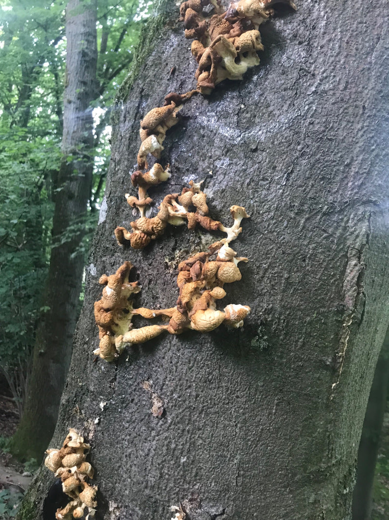 Gemeines Stockschwämmchen — Bild 2