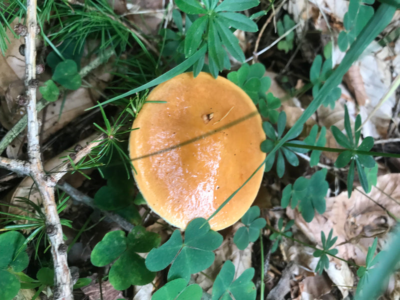 Gemeines Stockschwämmchen — Bild 3