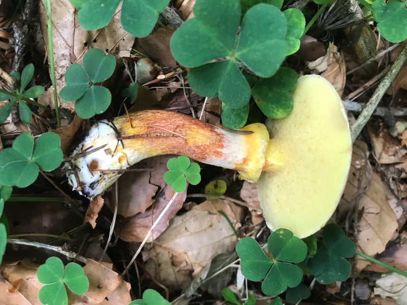 Gemeines Stockschwämmchen — Bild 5