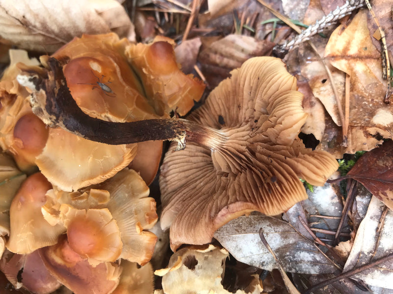 Gemeines Stockschwämmchen — Bild 4