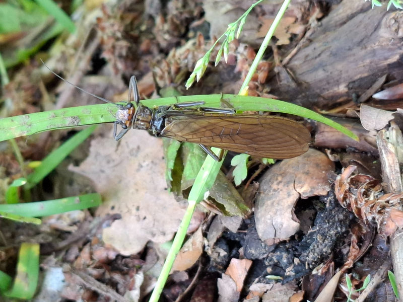 Eine Große Steinfliege sitzt auf einem grünen Grashalm nahe dem Waldboden. Die langen Flügel und Fühler sind gut zu erkennen.