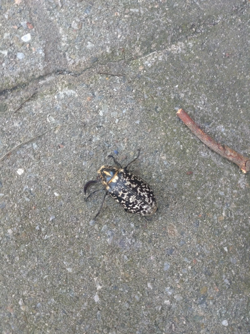 Walker — Bild 2 von 3