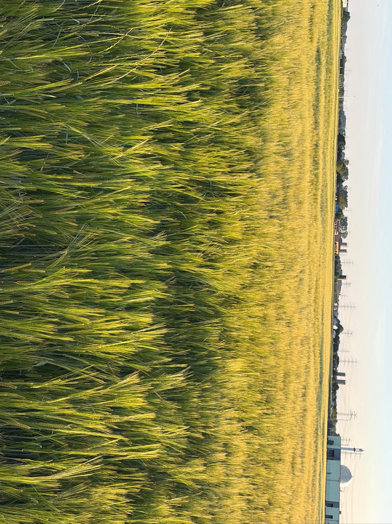 Das Bild zeigt ein weites Feld mit reifender Gerste unter hellem Himmel. Die langen Grannen der Ähren sind im warmen Licht gut erkennbar.
