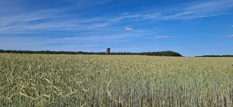 Auf dem Bild ist ein weites Getreidefeld unter einem blauen Himmel zu sehen. In der Ferne steht ein einzelner Hochsitz am Waldrand.