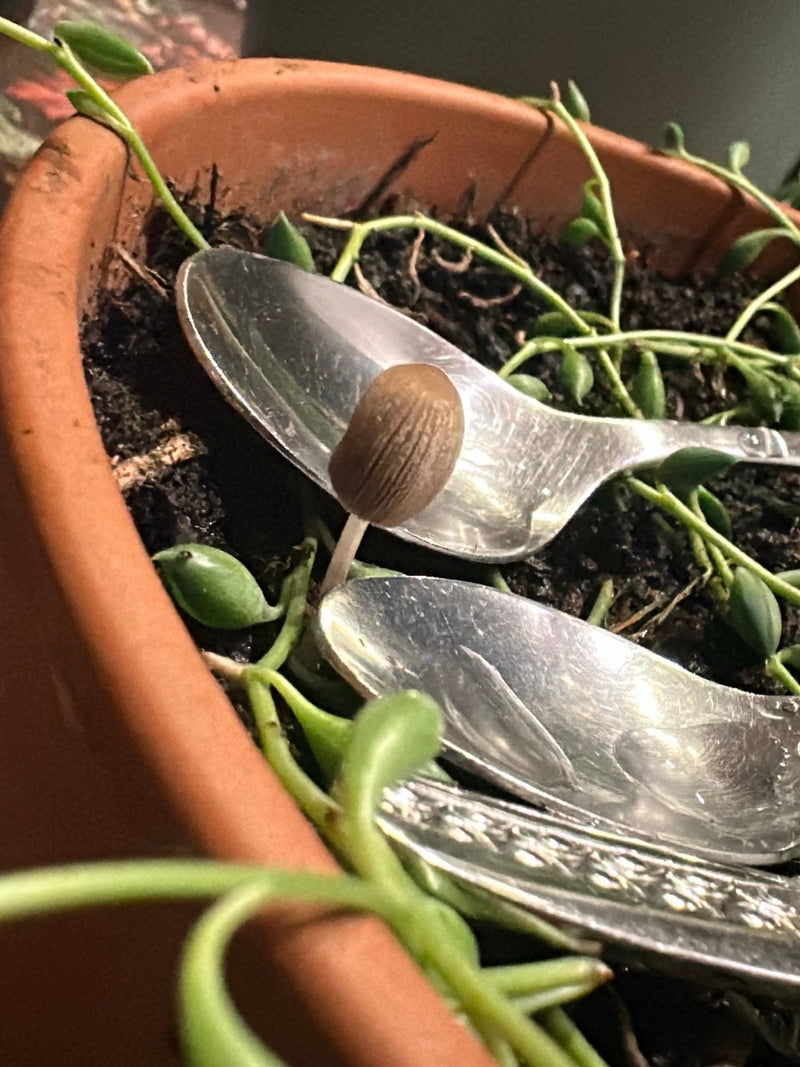 Ein kleiner Pilz wächst in der Erde eines Blumentopfs zwischen Silberlöffeln und grünen Pflanzen. Der Hut ist hellbraun und längs gerieft.