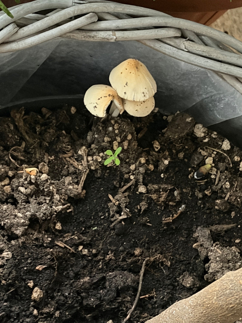 Mehrere kleine Fruchtkörper des Gesäten Tintlings wachsen auf dunkler Blumenerde in einem Pflanzgefäß. Die hellen Hüte sind glockenförmig und leicht gefleckt.