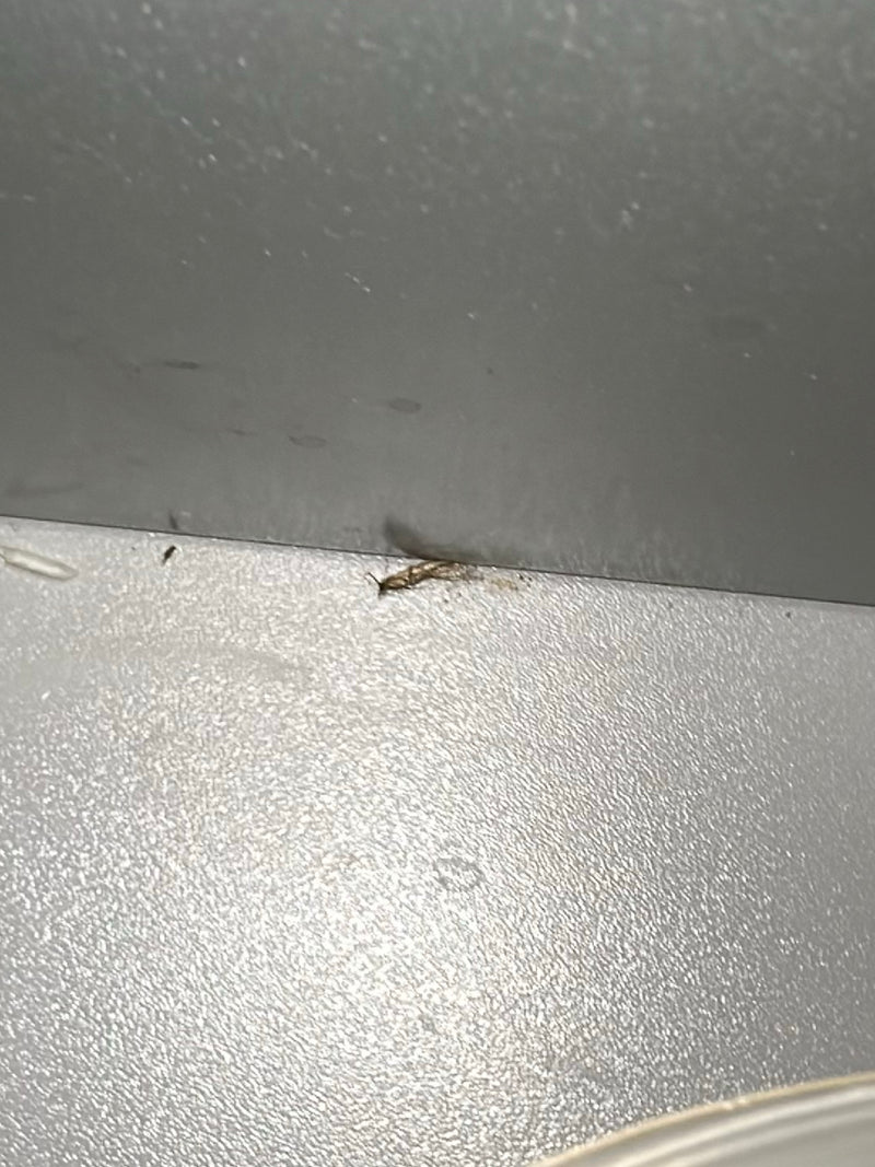 Ein kleiner Getreide-Blüten-Thrips sitzt auf einer glatten, hellen Oberfläche. Das Insekt ist in Nahaufnahme gut zu erkennen.