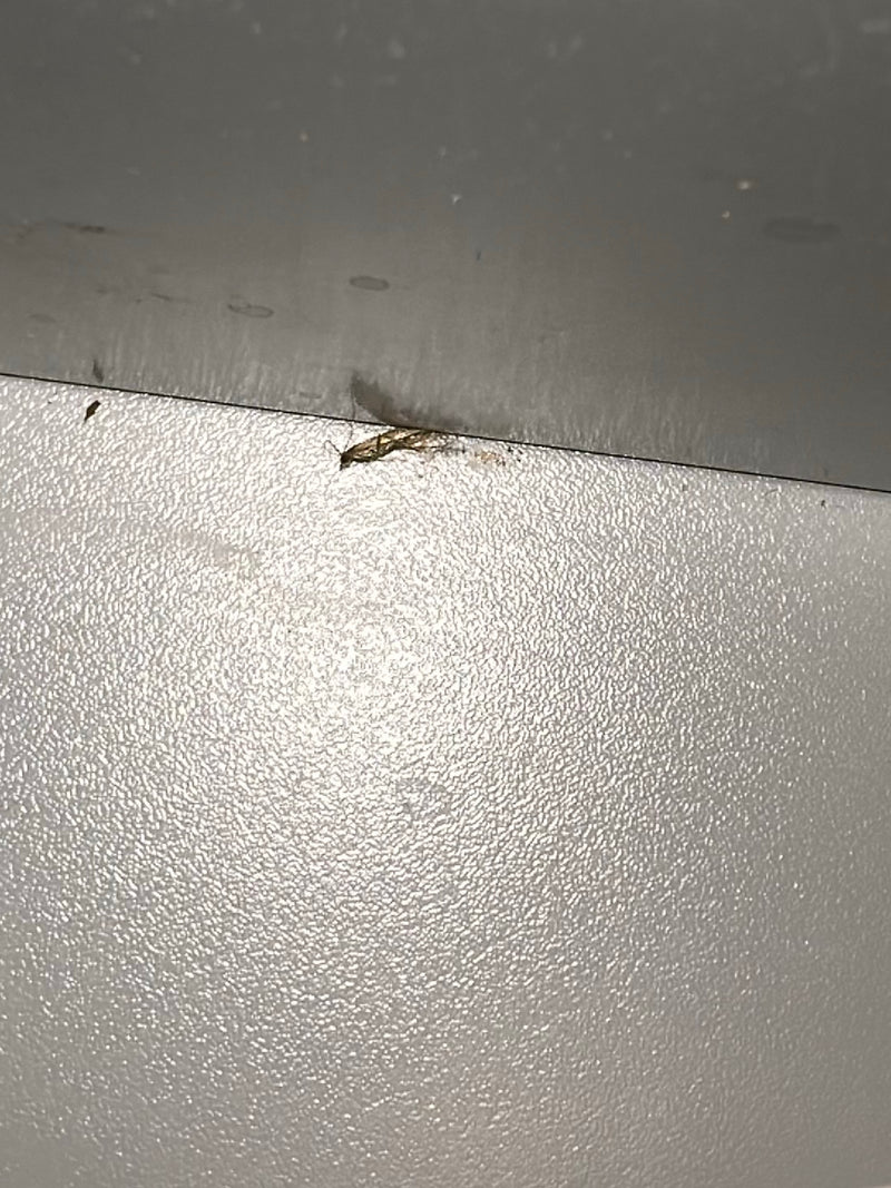 Auf einer hellen, glatten Oberfläche sitzt ein winziger Getreide-Blüten-Thrips. Das Insekt ist sehr klein und kaum im Detail zu erkennen.
