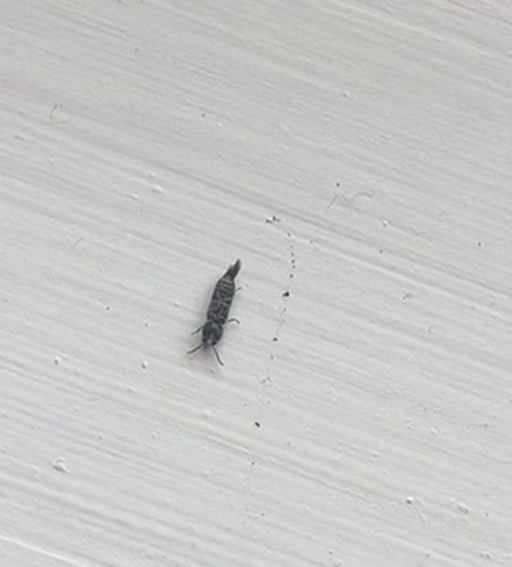 Getreide-Blüten-Thrips — Bild 4 von 5