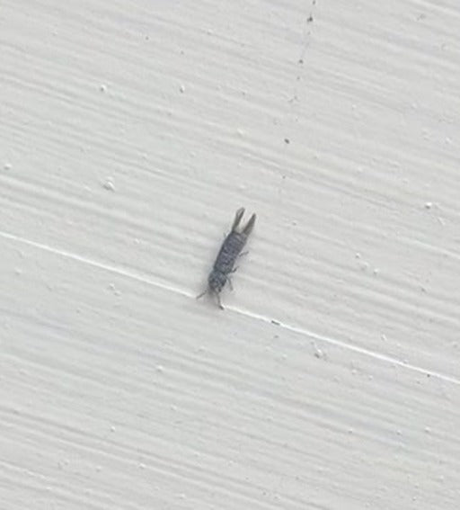Getreide-Blüten-Thrips — Bild 5 von 5