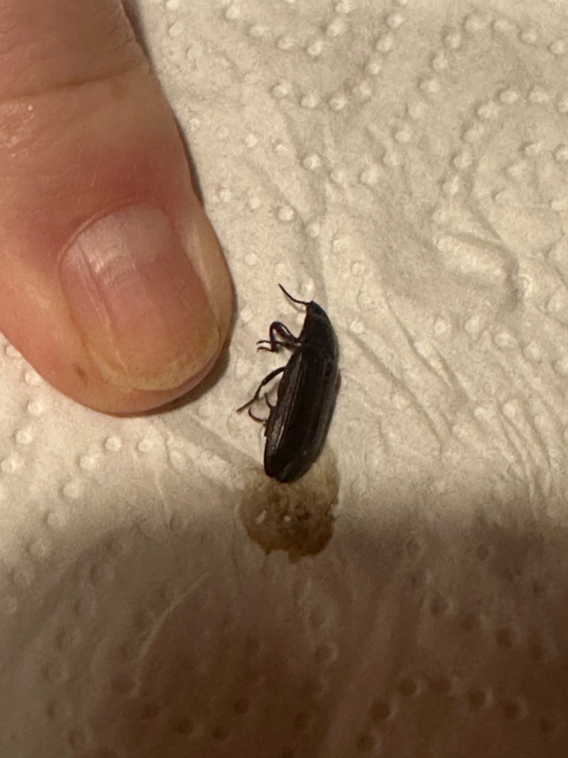 Auf dem Bild ist ein Glänzender Getreideschimmelkäfer neben einem menschlichen Daumen auf weißem Papier zu sehen. Der dunkle, längliche Käfer liegt flach auf...