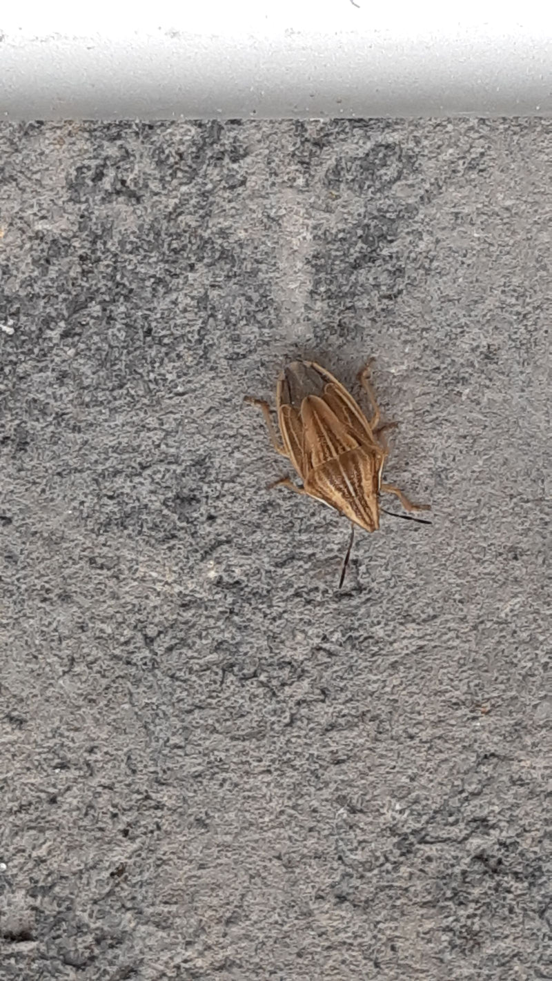 Getreidewanze — Bild 1 von 3