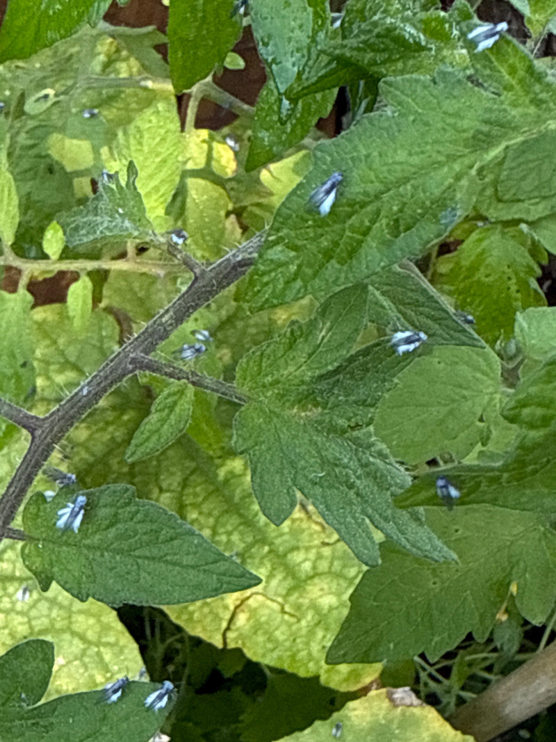 Mehrere Mottenschildläuse sitzen verteilt auf den Blättern einer Tomatenpflanze.