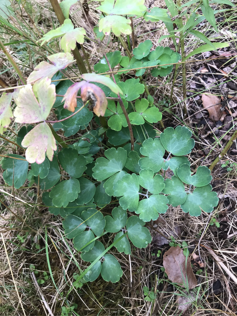 Akelei — Bild 2