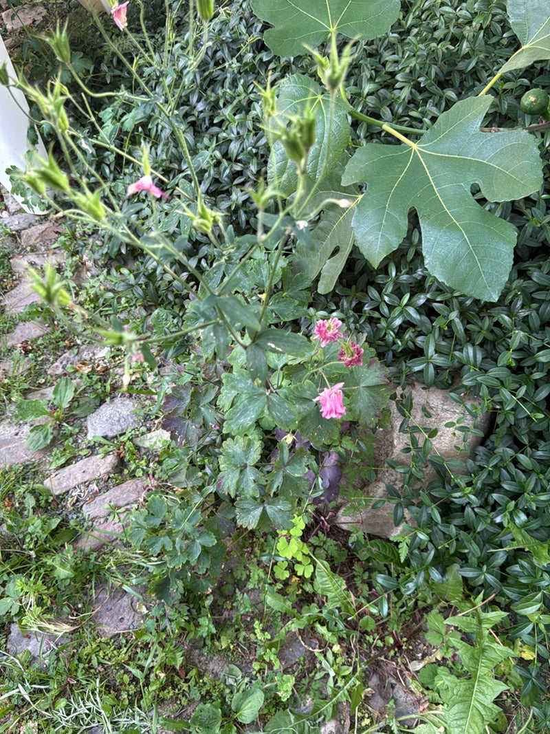 Akelei — Bild 4