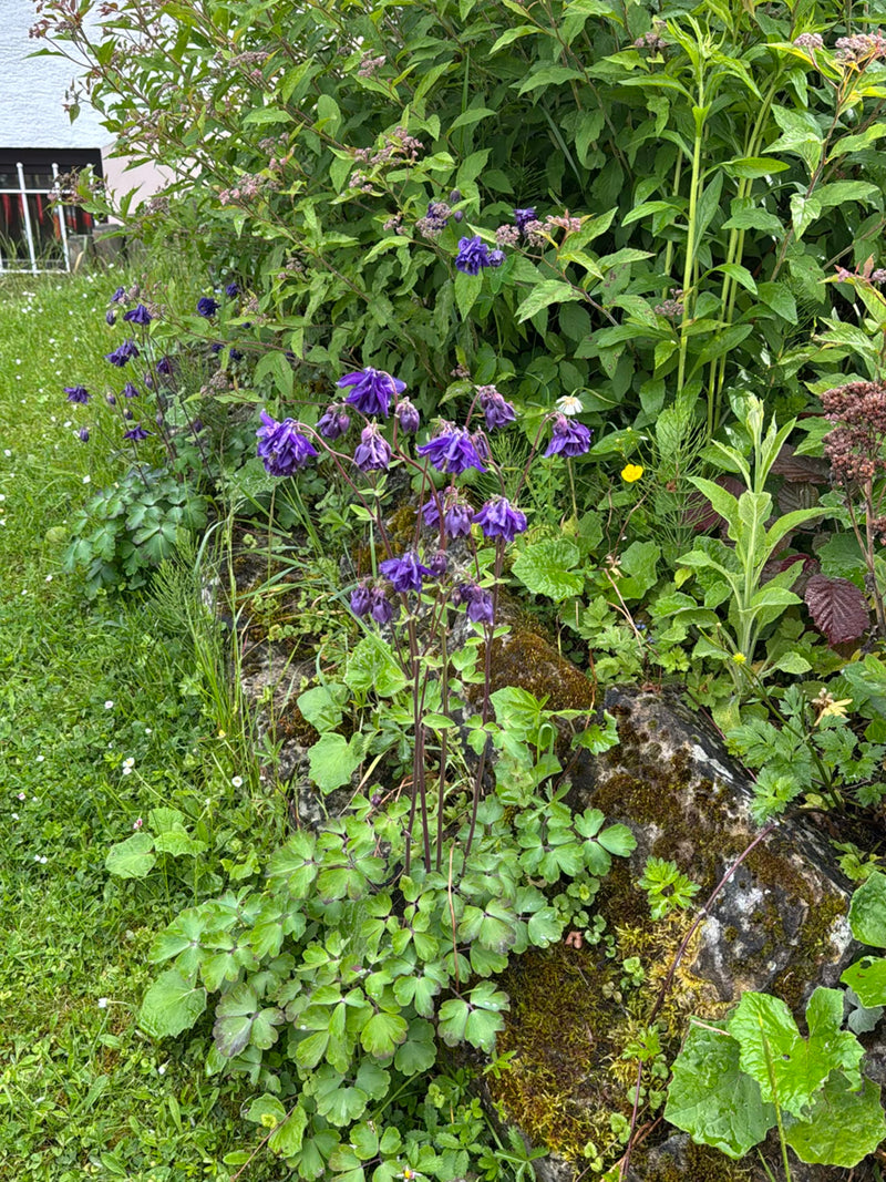 Akelei — Bild 3