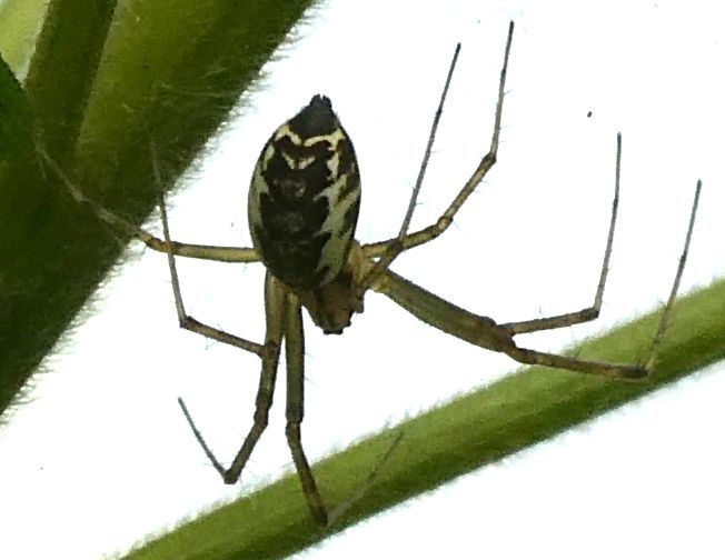 Gewöhnliche Baldachinspinne — Bild 1