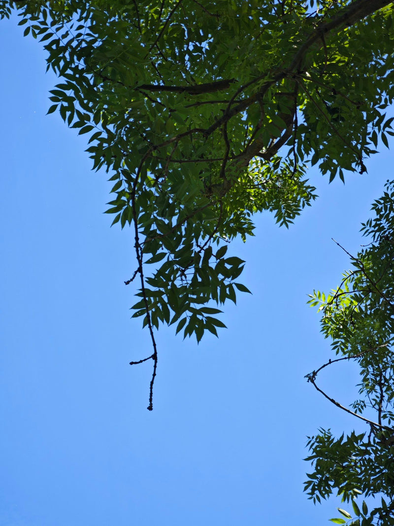 Das Bild zeigt die gefiederten Blätter und Äste einer Gemeinen Esche, die von unten gegen den blauen Himmel fotografiert wurden.