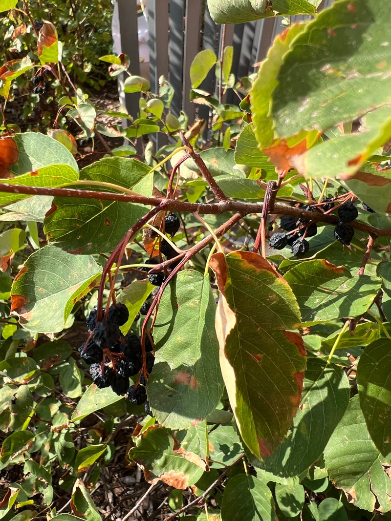 Zu sehen ist ein Ausschnitt einer Felsenbirne mit grünen Blättern, rötlichen Zweigen und dunklen, fast schwarzen Früchten. Die Pflanze befindet sich in einer...