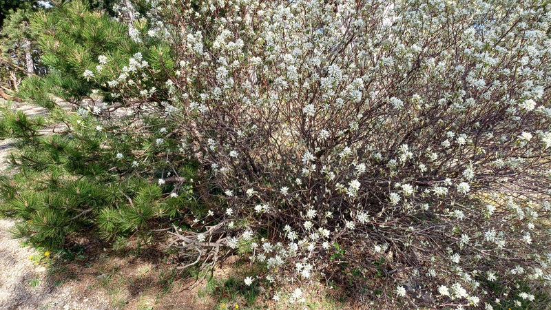 Zu sehen ist ein reich blühender Strauch der Felsenbirne mit vielen kleinen weißen Blüten. Die Pflanze steht im Freien in ihrer natürlichen Umgebung.