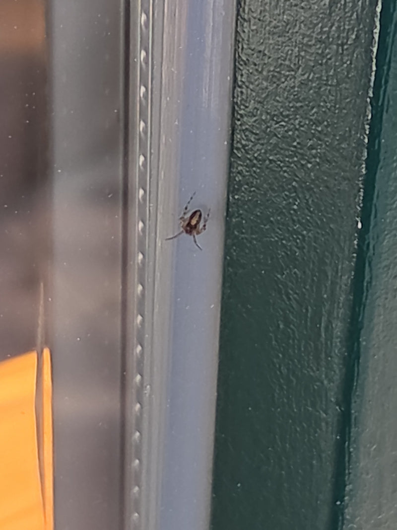 Eine Gewöhnliche Fettspinne sitzt ruhig an einem glatten Fensterrahmen. Das Tier ist gut erkennbar und befindet sich in einer typischen Ruheposition.