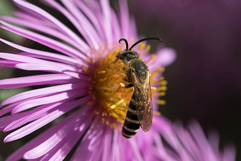 Eine Gewöhnliche Furchenbiene sitzt in Aufsicht auf der gelben Mitte einer rosa blühenden Aster.