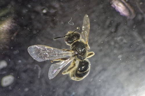 Gewöhnliche Furchenbiene (Lasioglossum calceatum), 18.06.2026