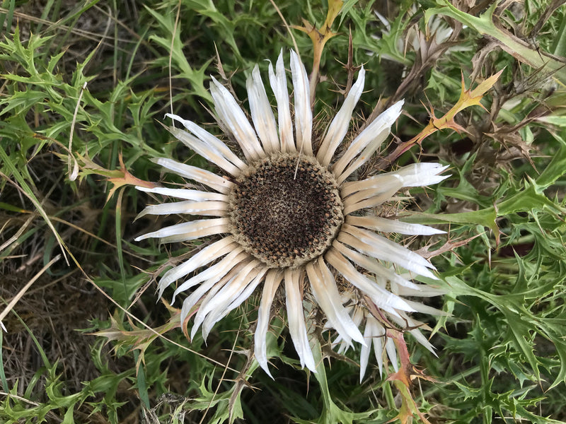 Gewöhnliche Golddistel — Bild 5