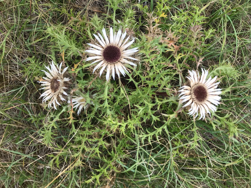 Gewöhnliche Golddistel — Bild 2
