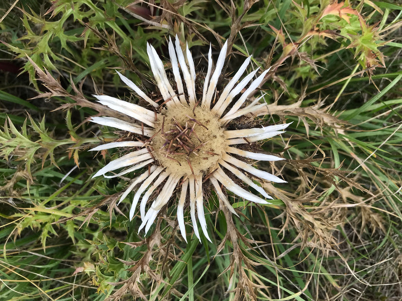 Gewöhnliche Golddistel — Bild 4
