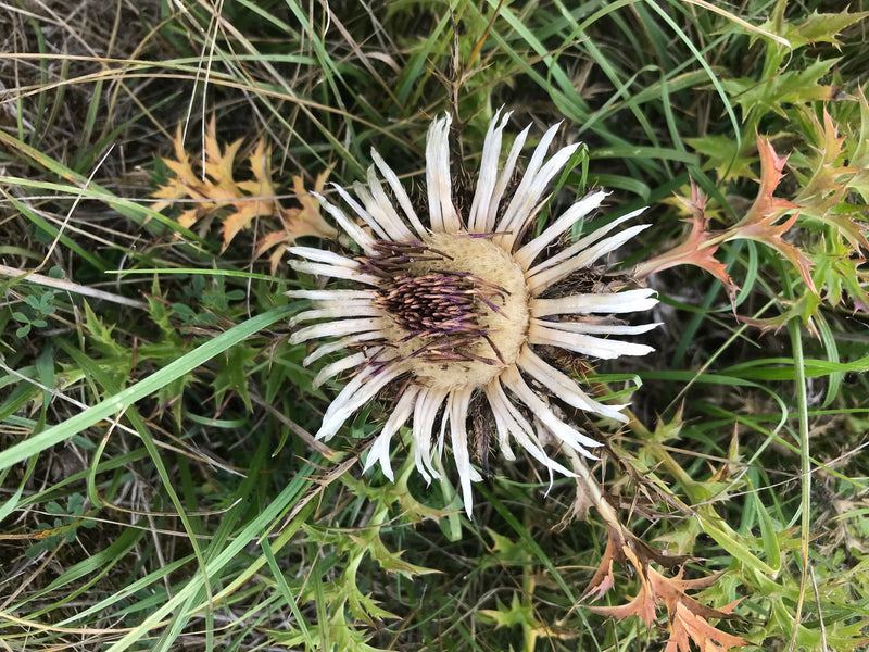 Gewöhnliche Golddistel — Bild 3