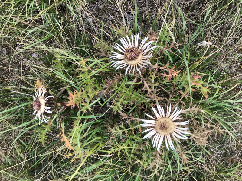 Gewöhnliche Golddistel — Bild 1