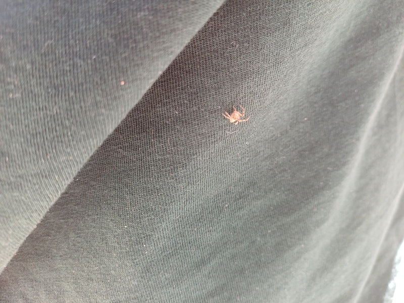 Auf einem dunklen Stoff sitzt eine sehr kleine Gewöhnliche Krabbenspinne in ruhiger Haltung.