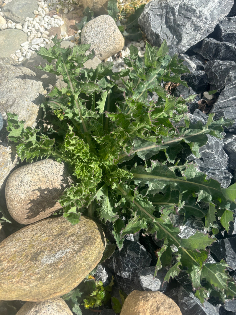 Das Bild zeigt eine junge Gewöhnliche Kratzdistel mit ihrer typischen, stacheligen Blattrosette. Die Pflanze wächst in einem Beet zwischen hellen und dunklen...