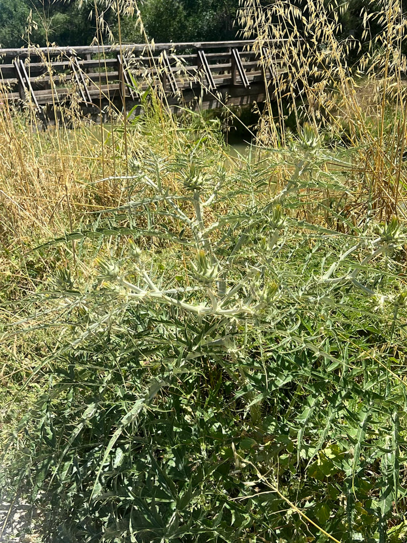 Zu sehen ist eine Gewöhnliche Kratzdistel mit ihren stacheligen Blättern und Knospen. Die Aufnahme zeigt die Pflanze in ihrer natürlichen Umgebung vor hohem ...