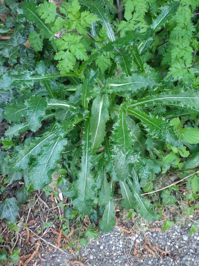 Zu sehen ist die Blattrosette einer Gewöhnlichen Kratzdistel mit typisch dornigen, tief gelappten Blättern auf dem Boden. Die Pflanze wächst in einer Umgebun...