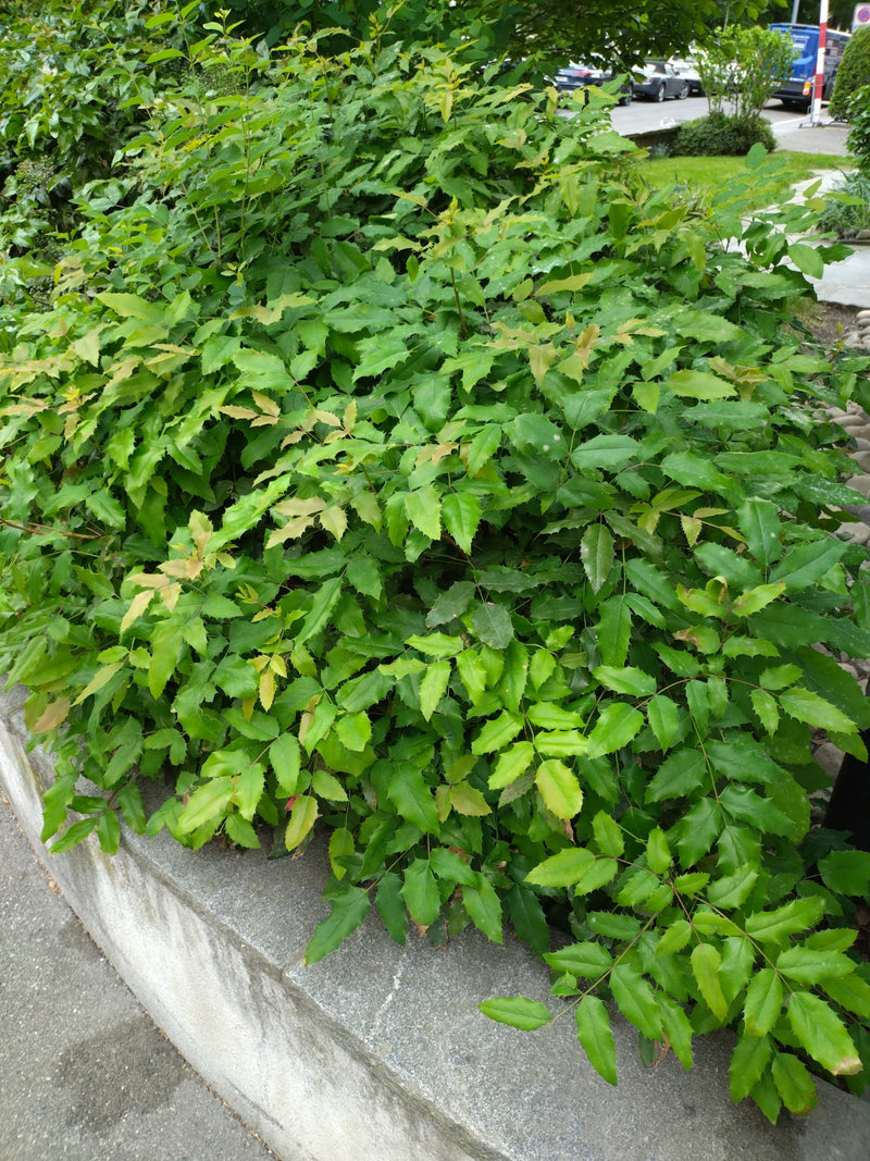 Mahonie — Bild 3