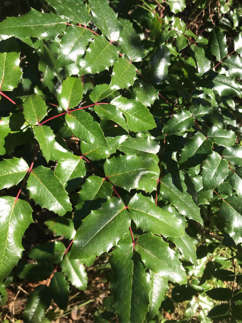Mahonie — Bild 2