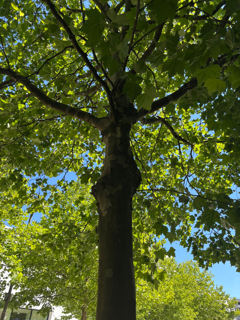 Ahornblättrige Platane — Bild 3