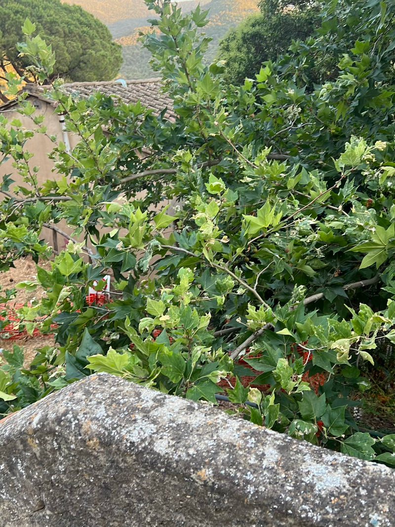 Ahornblättrige Platane — Bild 2