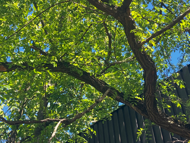 Das Bild zeigt die Äste und gefiederten Blätter einer Gewöhnlichen Robinie vor einem blauen Himmel. Die dunkle, rissige Borke ist an den starken Ästen gut si...
