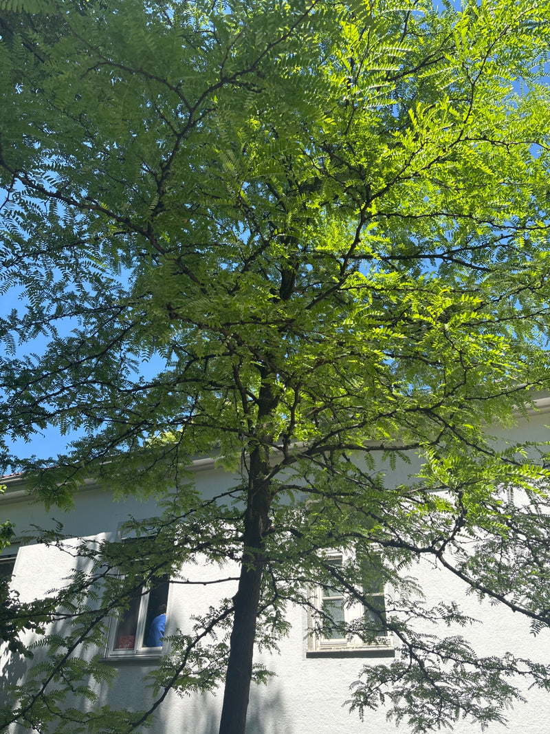 Zu sehen ist eine ausgewachsene Gewöhnliche Robinie mit ihrer typischen, lockeren Krone und den gefiederten Blättern. Der Baum steht im Sonnenlicht vor einer...
