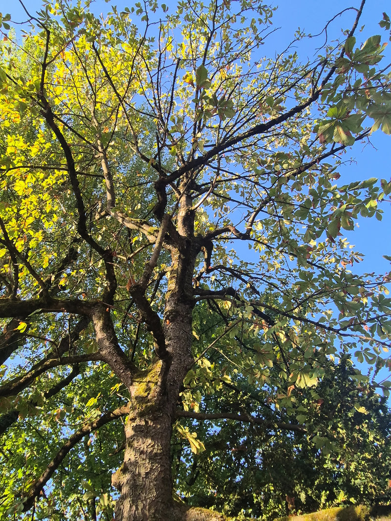 Das Bild zeigt eine Gewöhnliche Rosskastanie aus einer Froschperspektive, wobei der Stamm und die verzweigten Äste mit grünem Laub gegen den blauen Himmel zu...