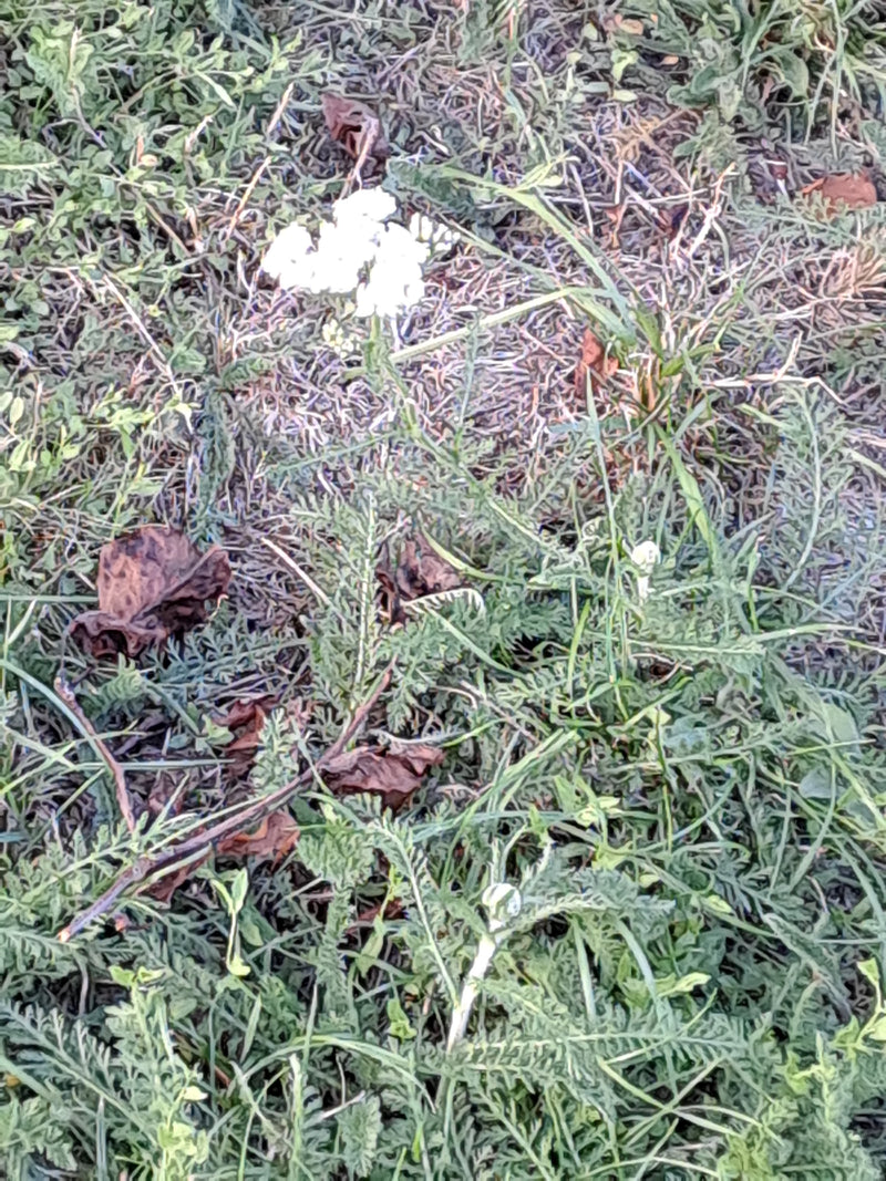 Gemeine Schafgarbe — Bild 1