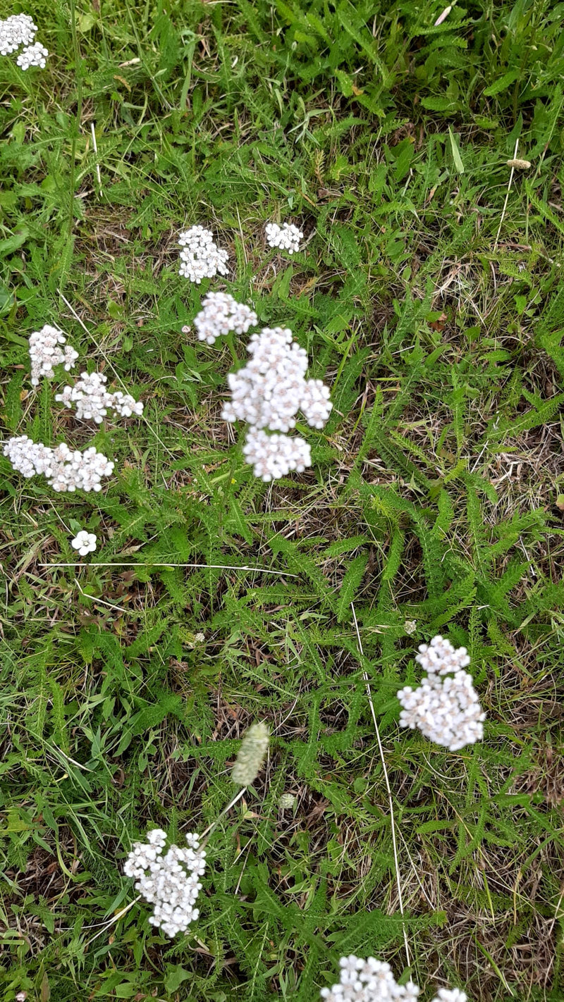 Gemeine Schafgarbe — Bild 5