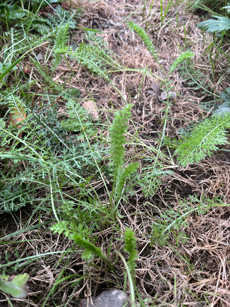 Gemeine Schafgarbe — Bild 2