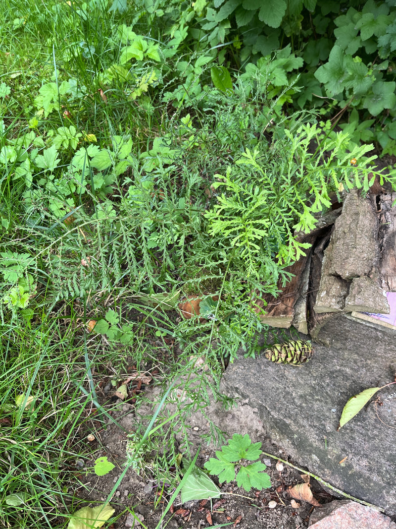 Gemeine Schafgarbe — Bild 4