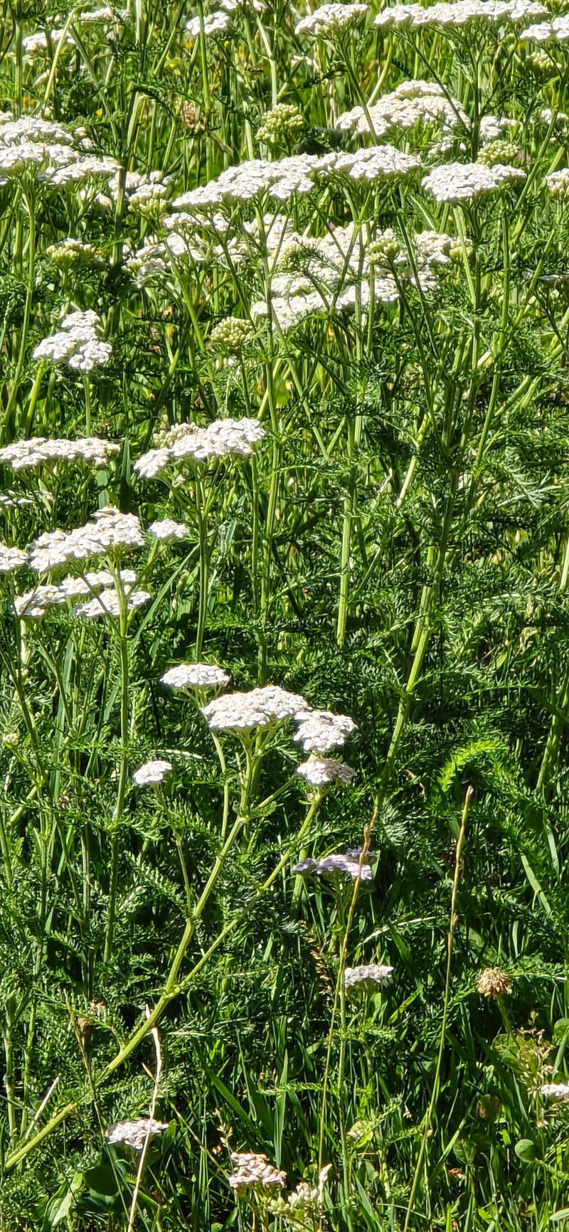 Gemeine Schafgarbe — Bild 3