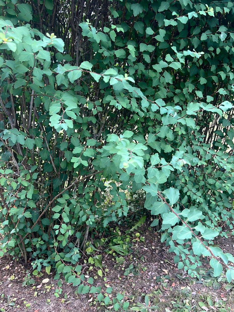 Zu sehen ist ein dichter Strauch der Schneebeere mit typischen, gegenständigen Blättern. Die Pflanze wächst in einer Hecke vor einem dunklen Hintergrund.
