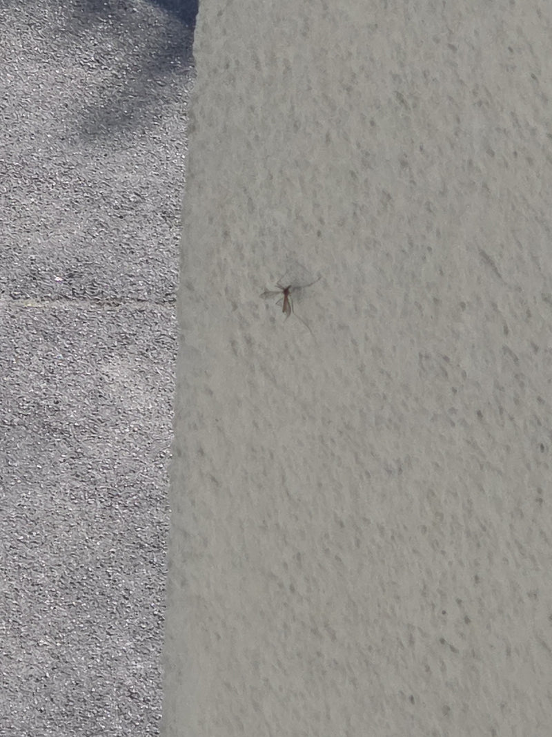 Eine Gewöhnliche Stelzmücke sitzt an einer hellen Wand. Das Insekt ist aus großer Entfernung zu sehen.